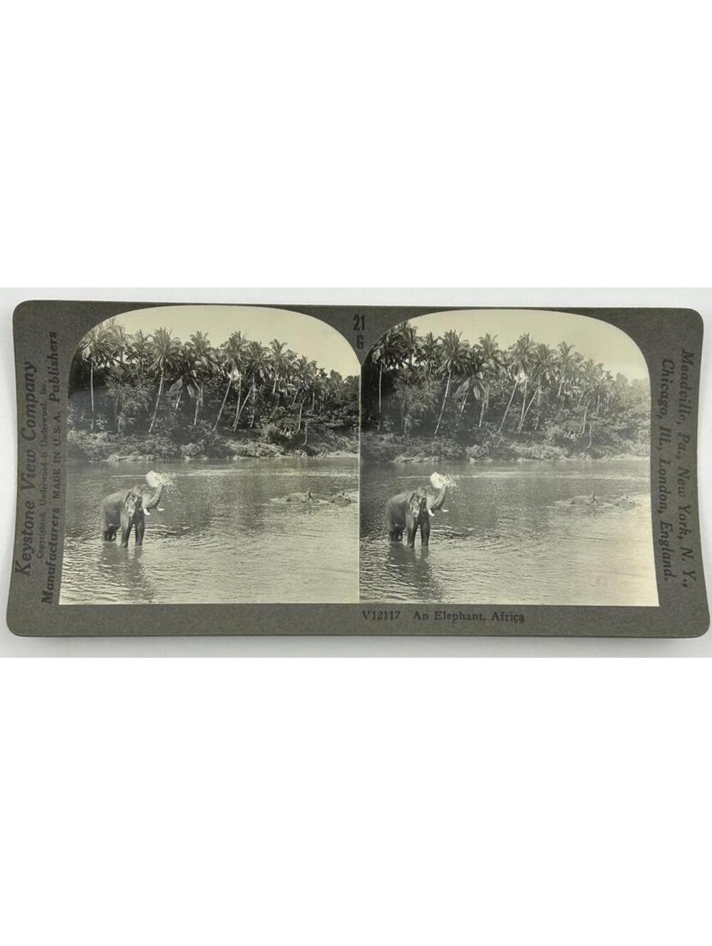 Keystone Stereoview 21 V12117 An Elephant Africa Geography Unit Photo Card L-2